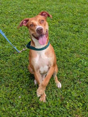 Chungus, Pit Bull Terrier Mix, young, available for adoption