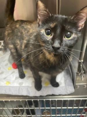 Carol, adult, available for adoption