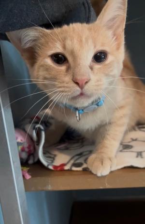 Bobby, kitten, available for adoption