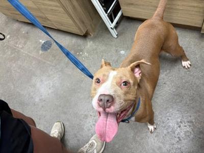 a brown dog with a white face and chest, wearing a blue collar and leash, standing on a concrete floor with its tongue out