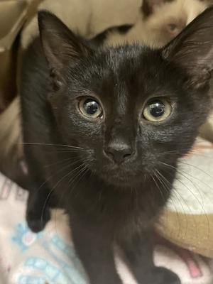 Cherry Blossom, kitten, available for adoption