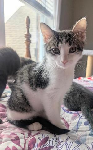 Bubbles, kitten, available for adoption