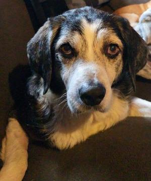 Atticus, Hound Mix, senior, available for adoption