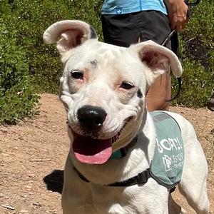 Dottie, Boxer, adult, available for adoption