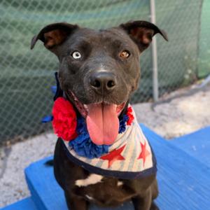 Mora, Terrier, American Pit Bull, adult, available for adoption