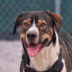 A close-up of a dog with a black, brown, and white coat, wearing a black harness, with its mouth open and tongue out, standing in front of a chain-link fence.