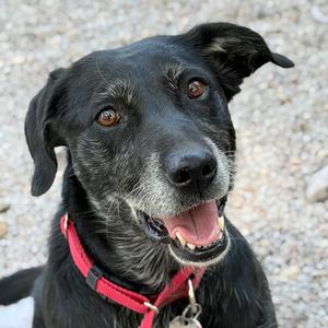 Nike, Retriever, Black Labrador, senior, available for adoption