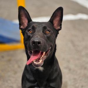 BUBBA, Shepherd, German King, available for adoption