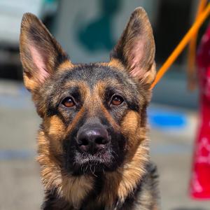 Bella, Shepherd, German, adult, available for adoption