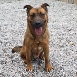 Austin, Shepherd, German, adult, available for adoption