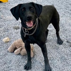 Venus, Retriever, Black Labrador, adult, available for adoption