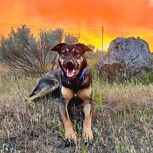 Magnolia, Shepherd, German, adult, available for adoption
