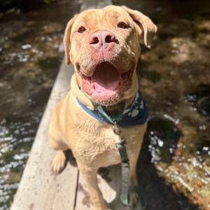 Sunny, Mastiff, Cane Corso, adult, available for adoption
