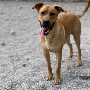 Chief, Shepherd, available for adoption