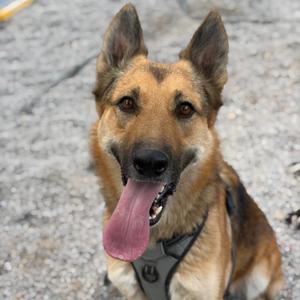 Coco, Shepherd, German, adult, available for adoption