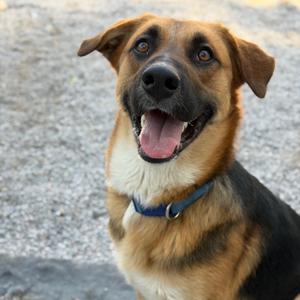 Hector, Shepherd, available for adoption