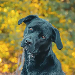 Chloe, Terrier, Pit Bull, available for adoption