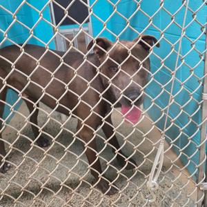 Smokey, Retriever, Labrador, adult, available for adoption