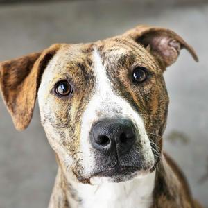 Kayla, Terrier, Pit Bull, adult, available for adoption