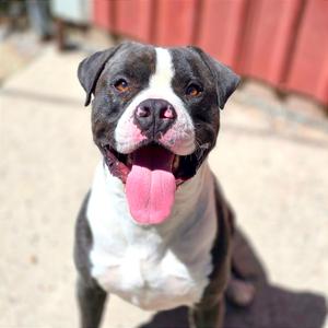 Pongo, Terrier, American Staffordshire, adult, available for adoption