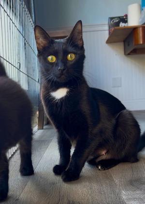 JENNY - Young and Social, young, available for adoption