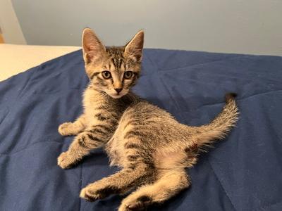 BRUNO, BELLA and BEAR - Identical Triplet Kittens, kitten, available for adoption