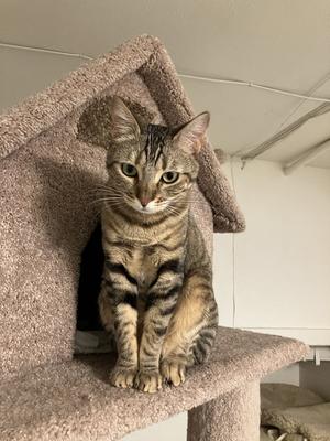 MABEL - Offered by Owner - Needs Special Attention, adult, available for adoption