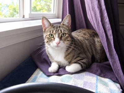 CLEO - Young Adult Spotted Tabby, adult, available for adoption