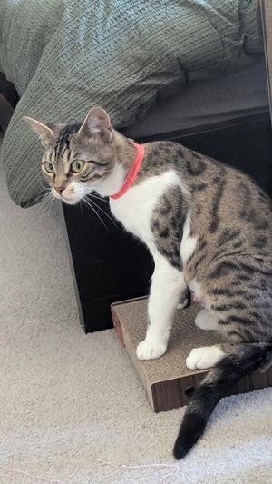 CHICKADEE - Young Bengal mix female, adult, available for adoption