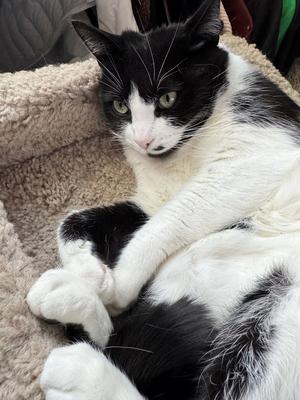 MONROE -#1873 - Offered by Owner- B & W Beauty, adult, available for adoption