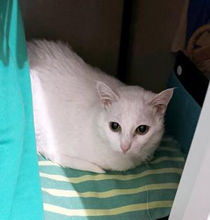 LALA #2005 - Offered by Owner - Sweet Senior, senior, available for adoption