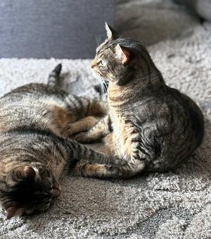 ASLAN & KODY #1962- Offfered by Owner -Bonded Boys, adult, available for adoption