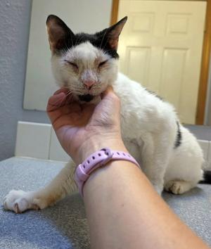 A black and white cat being petted by a person's hand
