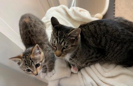 9 week Kitten and Her Mom, young, available for adoption