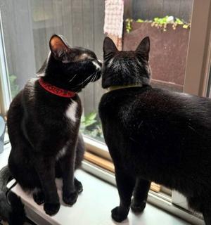 MERCY & ROXY - Twice the Sister Fun!, young, available for adoption