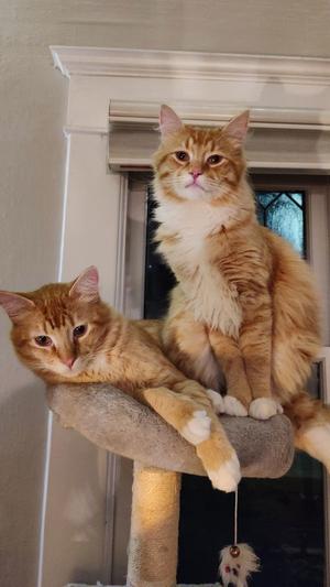 MIKEY & LEO 1778A- Offered by Owner - Bonded Boys, adult, available for adoption