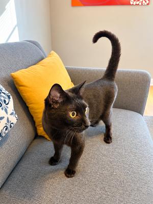 BETELGEUSE #20482 - Offered by Owner, adult, available for adoption