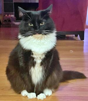 LOLA #2039 - Offered by Owner - Pretty Tuxedo, adult, available for adoption