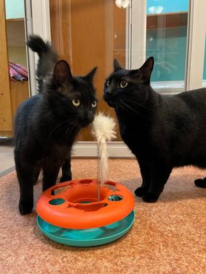 JELLY & MUFFIN - Cat's in the City - Bonded pair, adult, available for adoption
