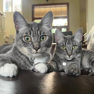 Crumpet & Strudel #1971 - Offered by Owner - Pair, young, available for adoption