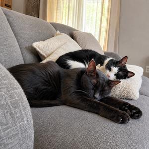 Mango & TippyToes#1942-3 - Offered by Owner, adult, available for adoption