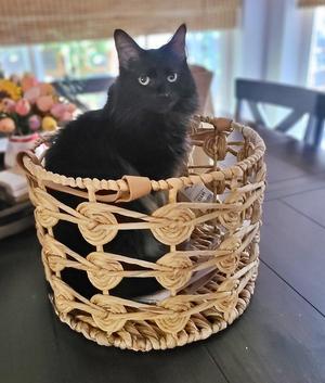 JASPER #1956 - Offered by Owner - Angora, adult, available for adoption
