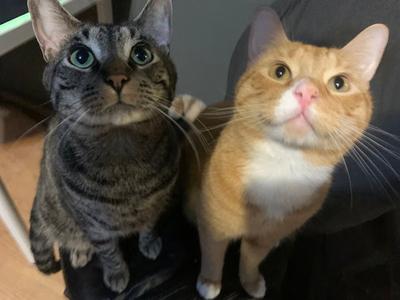 BOLT and GARFIELD #19767 - Offered by Owner, adult, available for adoption