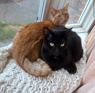 Killian & Dusty #1916 - Offered by Owner - Bonded, adult, available for adoption