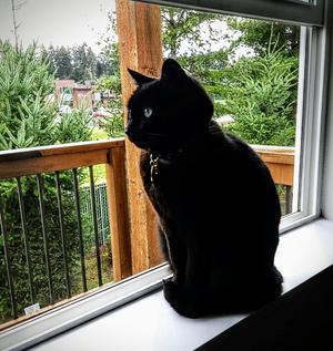 A black cat sitting on a windowsill, looking out the window at a green, leafy landscape.