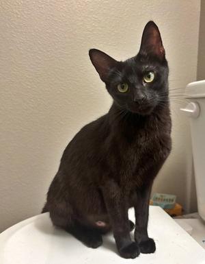 Egg and Peep #1932 - Offered by Owner - Siblings!, young, available for adoption