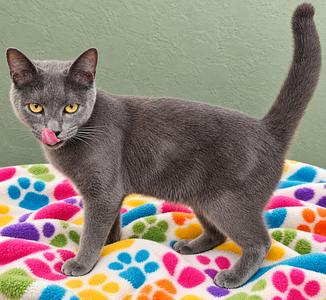 BEAR BEAR #2026 - Offered by Owner - Small Adult, adult, available for adoption
