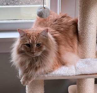 A fluffy orange cat lounging on a cat tree with a small ball hanging above it.