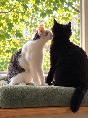 Jon Snow & Pepper #2028 -Offered by Owner - Bonded, adult, available for adoption