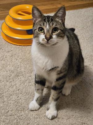 JOURNEY #20406 - Offered by Owner - Young Male, young, available for adoption